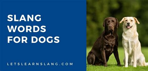 dog synonyms slang